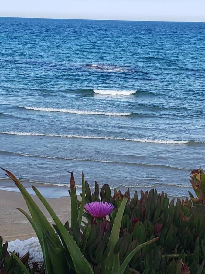 Playa Flamenca Splendid Apartment On The Beach Alicante Exteriör bild